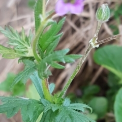 Erodium botrys at Latham, ACT - 9 Jul 2020