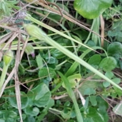 Erodium botrys at Latham, ACT - 9 Jul 2020