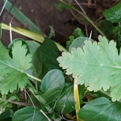 Erodium botrys at Latham, ACT - 9 Jul 2020