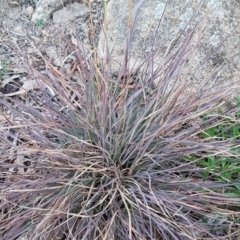 Themeda triandra (Kangaroo Grass) at Latham, ACT - 9 Jul 2020 by trevorpreston