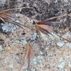 Themeda triandra at Latham, ACT - 9 Jul 2020 04:36 PM