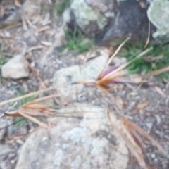 Themeda triandra at Latham, ACT - 9 Jul 2020 04:36 PM