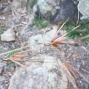 Themeda triandra at Latham, ACT - 9 Jul 2020 04:36 PM