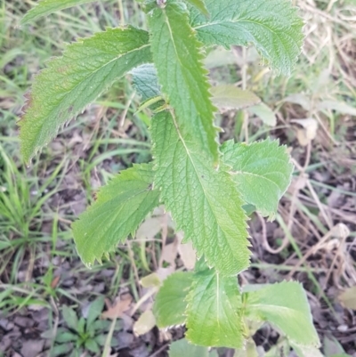 Verbena incompta (Purpletop) at Umbagong District Park - 9 Jul 2020 by tpreston