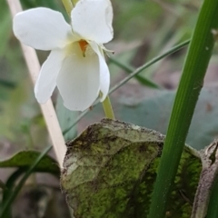 Viola odorata (Sweet Violet, Common Violet) at Latham, ACT - 9 Jul 2020 by tpreston