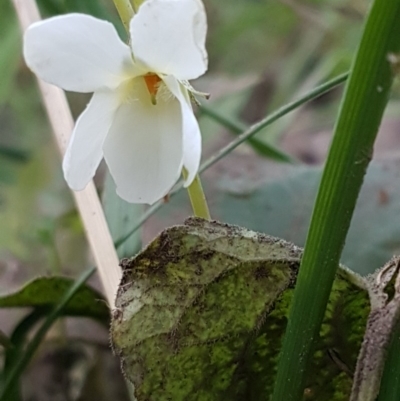 Viola odorata (Sweet Violet, Common Violet) at Latham, ACT - 9 Jul 2020 by trevorpreston