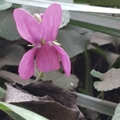 Viola odorata (Sweet Violet, Common Violet) at Latham, ACT - 9 Jul 2020 by tpreston