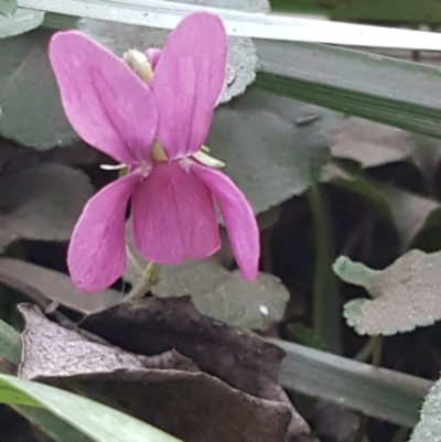 Viola odorata (Sweet Violet, Common Violet) at Latham, ACT - 9 Jul 2020 by trevorpreston