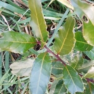 Laurus nobilis at Latham, ACT - 9 Jul 2020 04:45 PM