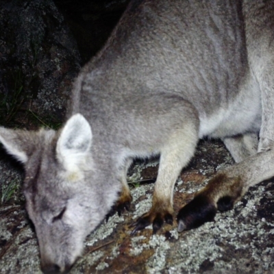 Osphranter robustus robustus (Eastern Wallaroo) at Rob Roy Range - 7 Jul 2020 by ChrisHolder