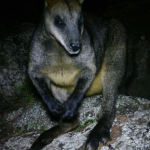 Wallabia bicolor at Gordon, ACT - 8 Jul 2020