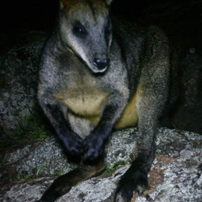 Wallabia bicolor (Swamp Wallaby) at Rob Roy Range - 8 Jul 2020 by ChrisHolder