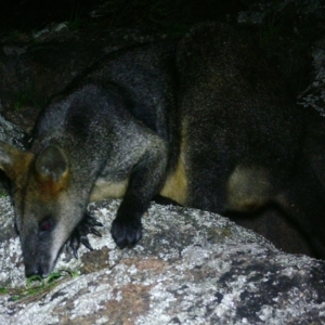 Wallabia bicolor at Gordon, ACT - 8 Jul 2020