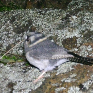 Aegotheles cristatus at Gordon, ACT - 6 Jul 2020 09:24 PM