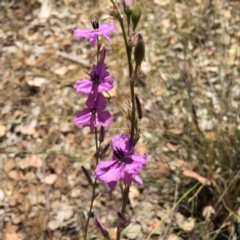 Arthropodium milleflorum (Vanilla Lily) at Albury - 23 Nov 2015 by Alburyconservationcompany