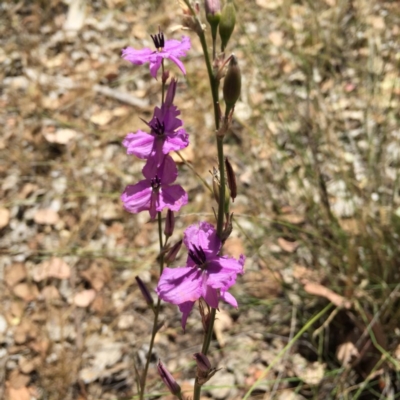 Arthropodium milleflorum (Vanilla Lily) at Albury - 23 Nov 2015 by Alburyconservationcompany