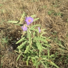 Solanum elaeagnifolium (Silverleaf Nightshade) at Albury - 7 Jan 2016 by Alburyconservationcompany