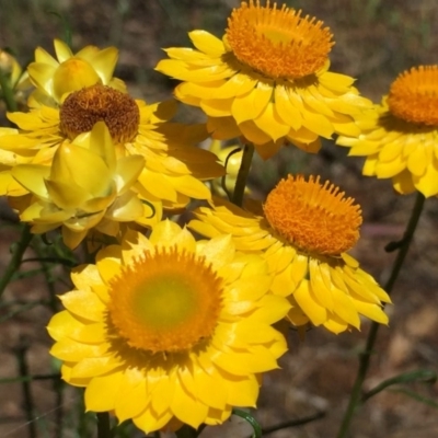 Xerochrysum viscosum (Sticky Everlasting) at Albury - 15 Nov 2016 by Alburyconservationcompany