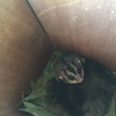 Petaurus norfolcensis (Squirrel Glider) at Albury - 28 Apr 2017 by Alburyconservationcompany