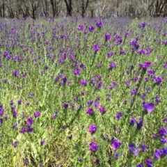 Echium plantagineum (Paterson's Curse) at Albury - 15 Nov 2016 by Alburyconservationcompany