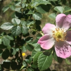 Rosa rubiginosa (Sweet Briar, Eglantine) at Albury - 14 Nov 2016 by Alburyconservationcompany