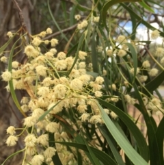 Acacia implexa (Hickory Wattle, Lightwood) at Monitoring Site 013 - Road - 6 Jan 2016 by Alburyconservationcompany