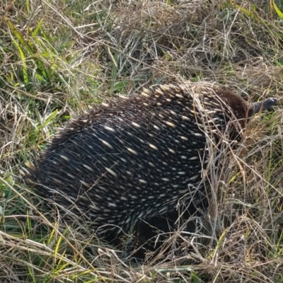 Tachyglossus aculeatus (Short-beaked Echidna) at Majors Creek, NSW - 4 Jul 2020 by LyndalT