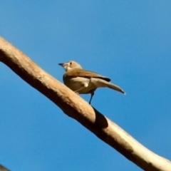 Colluricincla harmonica (Grey Shrikethrush) at Wolumla, NSW - 8 Jul 2020 by RossMannell