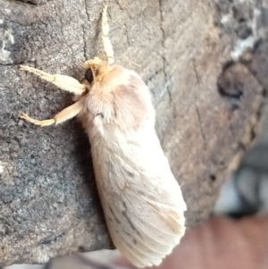 Oxycanus (genus) at Greenleigh, NSW - 25 Jun 2020