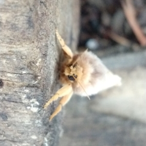 Oxycanus (genus) at Greenleigh, NSW - 25 Jun 2020