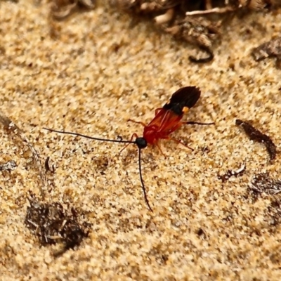 Iphiaulax rufus (Braconid Wasp) at Bournda, NSW - 7 Jul 2020 by RossMannell