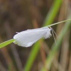 Tipanaea patulella (A Crambid moth) at Weston, ACT - 2 Mar 2020 by michaelb