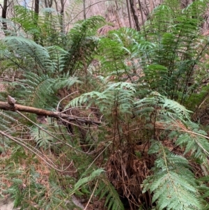 Todea barbara at Coree, ACT - 8 Jul 2020