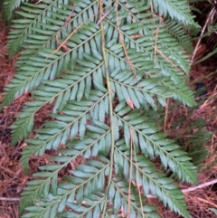 Todea barbara at Coree, ACT - 8 Jul 2020