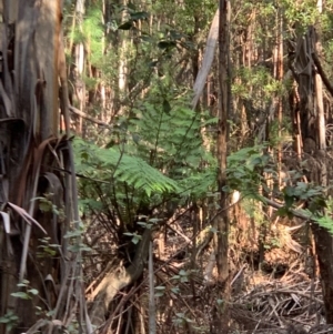 Cyathea australis subsp. australis at Coree, ACT - 8 Jul 2020