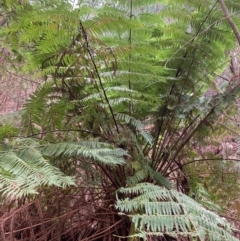 Cyathea australis subsp. australis (Rough Tree Fern) at Coree, ACT - 8 Jul 2020 by Kbabs1