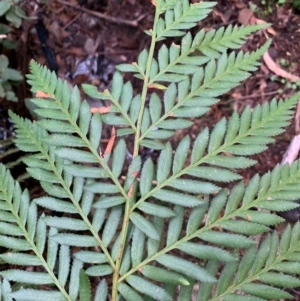 Todea barbara at Coree, ACT - 8 Jul 2020