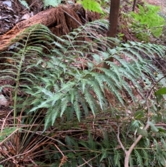 Todea barbara at Coree, ACT - 8 Jul 2020