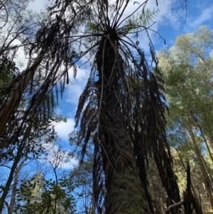 Cyathea australis subsp. australis at Coree, ACT - suppressed