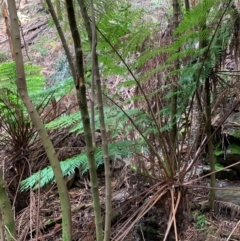 Cyathea australis subsp. australis at Coree, ACT - suppressed