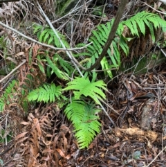 Blechnum cartilagineum (Gristle Fern) at Coree, ACT - 8 Jul 2020 by Kbabs1