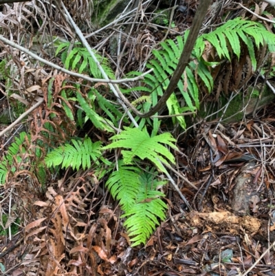 Blechnum cartilagineum (Gristle Fern) at Coree, ACT - 8 Jul 2020 by Kbabs1