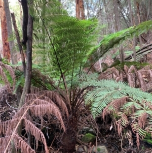 Cyathea australis subsp. australis at Coree, ACT - 8 Jul 2020