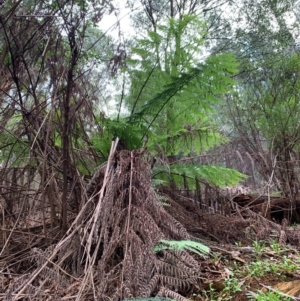 Cyathea australis subsp. australis at Coree, ACT - 8 Jul 2020