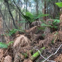 Cyathea australis subsp. australis at Coree, ACT - 8 Jul 2020