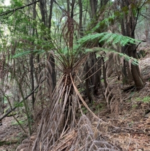 Cyathea australis subsp. australis at Coree, ACT - suppressed