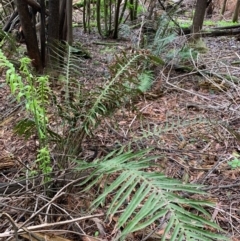 Blechnum cartilagineum (Gristle Fern) at Coree, ACT - 8 Jul 2020 by Kbabs1