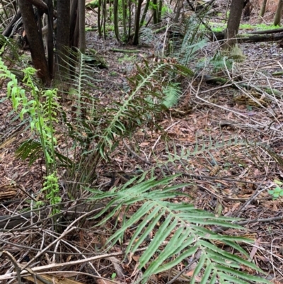 Blechnum cartilagineum (Gristle Fern) at Coree, ACT - 8 Jul 2020 by Kbabs1