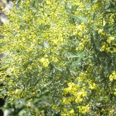 Acacia dealbata (Silver Wattle) at Cotter River, ACT - 9 Jul 2020 by Christine