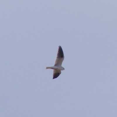 Elanus axillaris (Black-shouldered Kite) at Bega, NSW - 10 Jul 2020 by MatthewHiggins